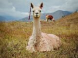Alpaca Raises $135M to Scale Tokenized Asset and AI-Native Brokerage Infrastructure