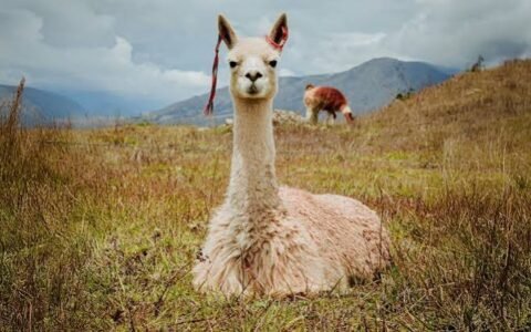 Alpaca Raises $135M to Scale Tokenized Asset and AI-Native Brokerage Infrastructure