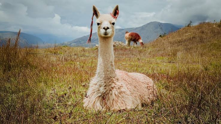 Alpaca Raises $135M to Scale Tokenized Asset and AI-Native Brokerage Infrastructure